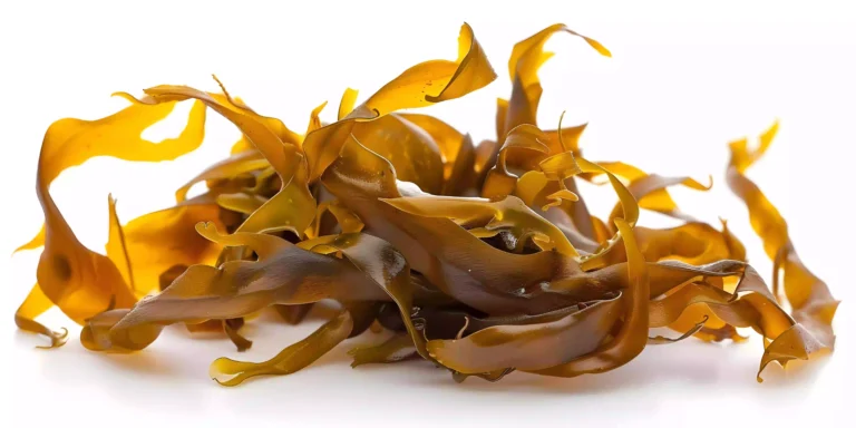 Dari Laut untuk Kehidupan:  Kekuatan Oligo Fucoidan dalam Menangkal Kanker dan Melindungi Ginjal